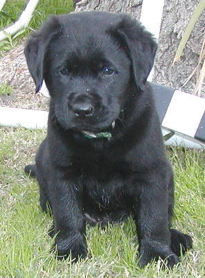 lab puppy