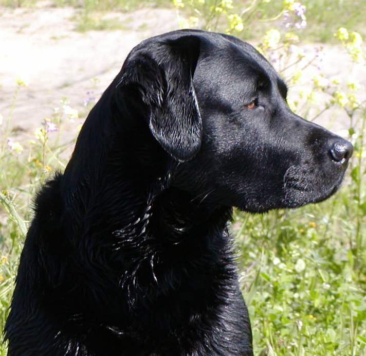 Black Lab Photos