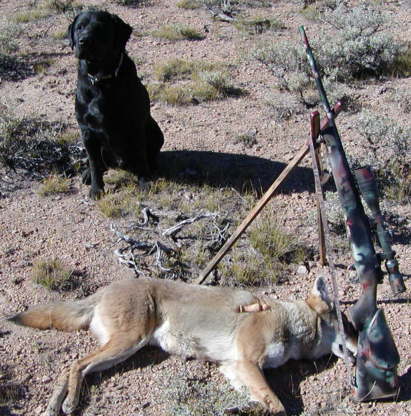 Coyote Hunting Wisconsin